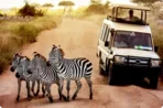 Guaranteed safari tours to the most beautiful parks in Kenya