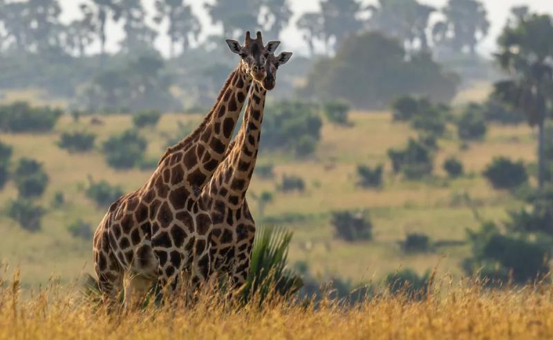 Guaranteed safari tours to the most beautiful parks in Kenya